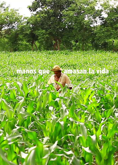 MANOS QUE AMASAN LA VIDA